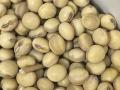 Enlist E3 soybeans can exhibit seed coat color variation at percentages that could prevent the beans from being certified as U.S. No. 1 yellow soybeans using current Federal Grain Inspection Service grading factors. (Photo courtesy of Seth Naeve, University of Minnesota Extension)
