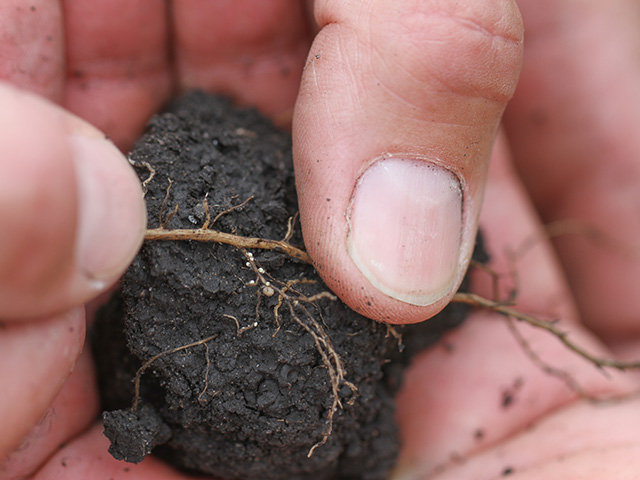 BASF hopes to commercialize a Bt soybean trait targeting the soybean cyst nematode, shown above on soybean roots, sometime in the latter half of the decade. (DTN photo by Pamela Smith).  