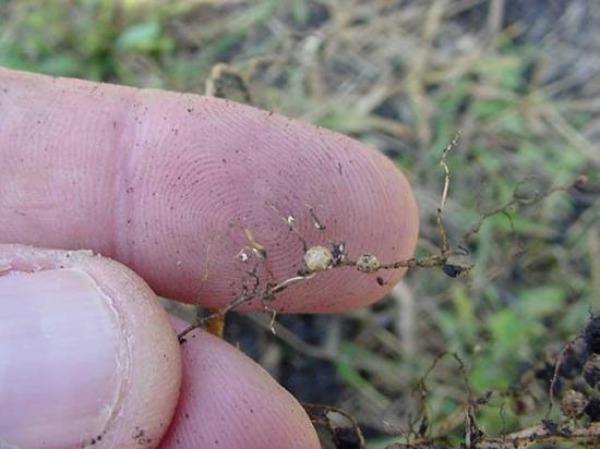 Soybean cyst nematode on the roots of otherwise healthy soybeans. (DTN file photo)