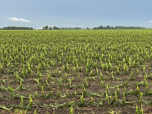 This cornfield near Ohio, Illinois, took a pounding from hail on June 6. (Photo courtesy of Scott Simpson)