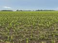 This cornfield near Ohio, Illinois, took a pounding from hail on June 6. (Photo courtesy of Scott Simpson)