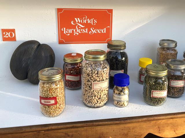 As part of an exhibit at Lauritzen Gardens about plants, a cabinet holds various types of seeds to represent a variety of things, such as comparing seed size, showing diversity of shape and color, and encourages people to think of what the seeds can become. (DTN photo by Elaine Shein)