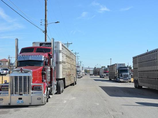 Semi-trucks lined up last November outside the Oklahoma National Stockyards in Oklahoma City. A new rule finalized by EPA on Friday will tighten emissions for heavy-duty trucks starting in model year 2027. (DTN photo by Chris Clayton)