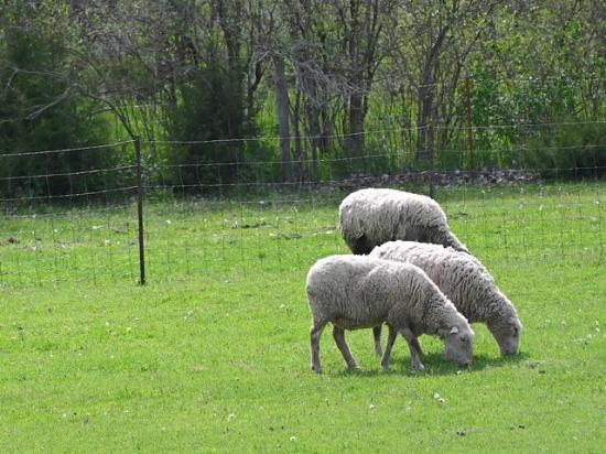 Federal animal health officials have confirmed the first case in more than five years of classical scrapie in a sheep in Oregon. (DTN/Progressive Farmer photo by Jennifer Carrico)