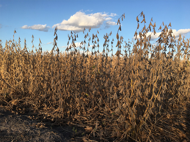 A chilly May, followed by a warm June, produced some shorter-than-normal soybeans this summer in parts of the Corn Belt, such as this central Illinois field. (DTN photo by Pamela Smith)