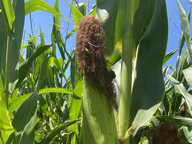 Humidity added to the atmosphere from corn can also enhance midsummer rainfall prospects. (DTN photo by Bryce Anderson)