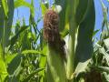 Humidity added to the atmosphere from corn can also enhance midsummer rainfall prospects. (DTN photo by Bryce Anderson)