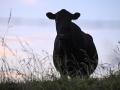 Angus Genetics Inc. has received $4.85 million from the Bezos Earth Fund through the Global Methane Hub to fund research on methane emissions of the cow in hopes of finding out more about a cow's grazing efficiency. (DTN/Progressive Farmer photo by Jennifer Carrico)