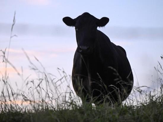 Angus Genetics Inc. has received $4.85 million from the Bezos Earth Fund through the Global Methane Hub to fund research on methane emissions of the cow in hopes of finding out more about a cow&#039;s grazing efficiency. (DTN/Progressive Farmer photo by Jennifer Carrico)