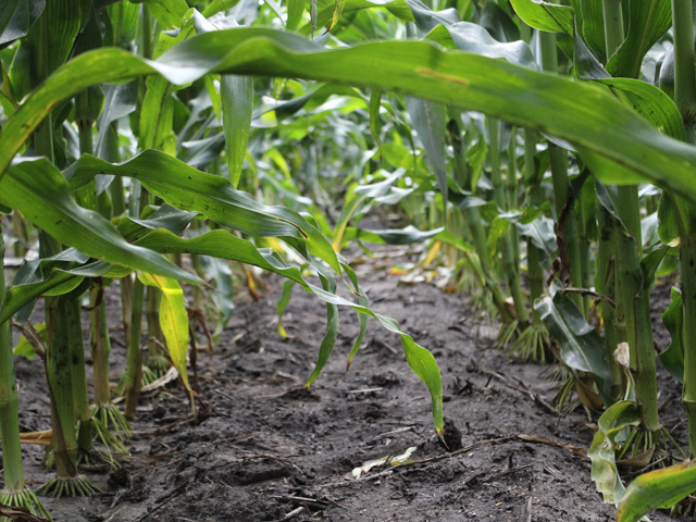 Bayer&#039;s SmartStax Pro hybrids, shown above, will bring a new mode of action against rootworm to the landscape in a limited commercial launch next year. (Photo courtesy Bayer) 