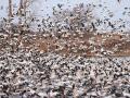 Snow geese are among the waterfowl making their annual migration south and spreading highly pathogenic avian influenza among large commercial poultry operations. A state veterinarian said bird flu outbreaks could be a regular occurrence at this point. (DTN file photo by Elaine Shein)