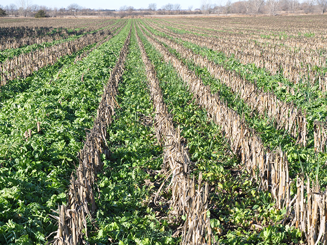 USDA on Monday asked for comments on how the department will meet the goals of President Joe Biden&#039;s order on tackling climate change. The order directs USDA to solicit input from stakeholders. One area under consideration is paying farmers for practices such as adding cover crops.   (DTN file photo) 