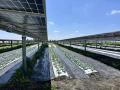 Solar panels over a vegetable project in Iowa. USDA has announced it is releasing obligated funds for rural energy projects, but USDA officials want grant and loan recipients to rewrite their project criteria to remove language about climate change and instead meet President Donald Trump&#039;s executive order over domestic energy production. (DTN photo by Chris Clayton)