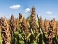 Last year, the top-yielding entry in the National Sorghum Yield Contest nearly quadrupled the national average. How high can yields go in 2025? (Photo courtesy of National Sorghum Producers)