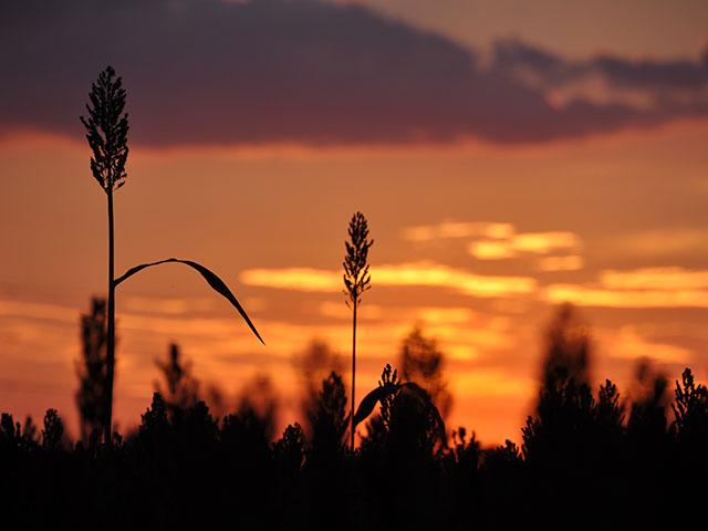 The trial of Michigan farmer Gaylord Lincoln has been moved from June to September. (DTN file photo)