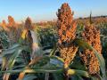 Sorghum harvest is underway in the Southern Plains. Typically, as much as 70% of the U.S. sorghum crop is exported to China. Much like soybeans, China has not made any purchases of U.S. sorghum. Farm groups are increasingly voicing concerns over the need to reach a trade deal with China. (DTN photo by Pamela Smith) 