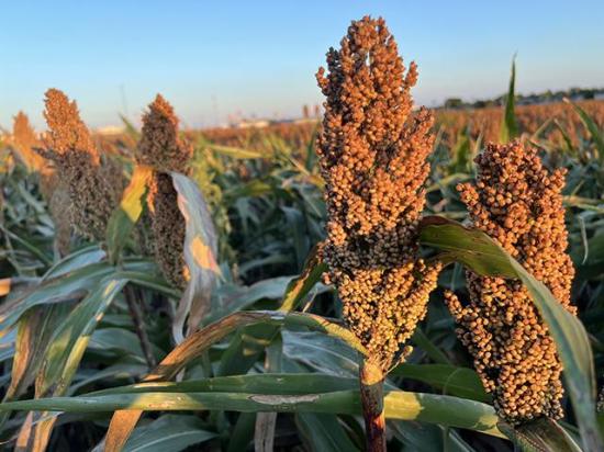 Sorghum harvest is underway in the Southern Plains. Typically, as much as 70% of the U.S. sorghum crop is exported to China. Much like soybeans, China has not made any purchases of U.S. sorghum. Farm groups are increasingly voicing concerns over the need to reach a trade deal with China. (DTN photo by Pamela Smith) 