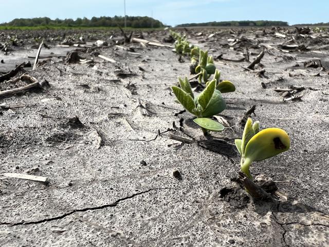 A few soybeans are beginning to poke through the ground in some parts of the Midwest this week. But farmers yet to plant may want to check seed tags, as reports of lower germination rates than normal might require population adjustments. (DTN photo by Pamela Smith)