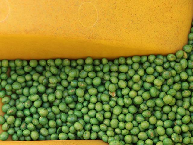 Treated soybeans in a planter used for a test plot. The New York Legislature last Friday gave final approval to a bill that would ban the sale of neonicotinoid pesticides and treated seeds in the state. If signed into law, New York would be the first state with an outright ban. California has a regulation going into effect next year with tighter restrictions on neonic usage in that state as well. (DTN file photo by Pamela Smith) 