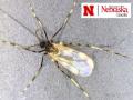 Soybean gall midge adults are roughly a quarter of an inch long. A key characteristic is the black-and-white banding on the fly&#039;s legs. (Photo courtesy of Justin McMechan, University of Nebraska)