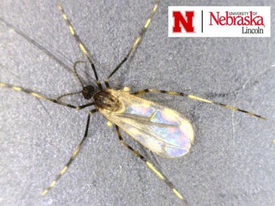 Soybean gall midge adults are roughly a quarter of an inch long. A key characteristic is the black-and-white banding on the fly&#039;s legs. (Photo courtesy of Justin McMechan, University of Nebraska)