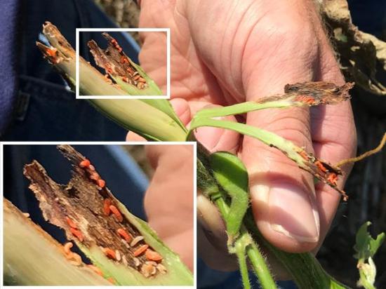 Soybean gall midge larvae feed on tissue within the soybean stem, disrupting nutrient and water movement. (DTN file photo)