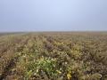 A wet soybean field on a foggy morning in Marquette, Nebraska on September 27, with more rain on the way. Photo by Cale Carlson