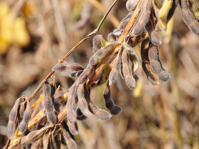 With harvest in full swing, President Donald Trump is expected to announce an aid package to farmers that could go has high as $15 billion. Beyond soybeans, farmers of specialty crops also are calling for aid due to lost exports. (DTN file photo) 