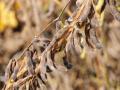 CHS Inc. announced plans to build a new soybean crushing plant. (DTN file photo)