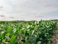 Fields like this represent the dedication and resilience farming takes every year, while also reflecting the realities of agriculture such as volatile markets, weather challenges, pests and diseases that make each season a challenge. (DTN photo by EllaMae Reiff)