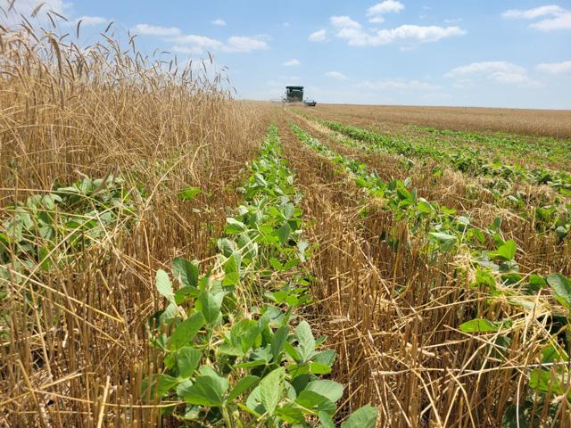 Relay cropping with cereal rye harvested last summer with soybeans growing up through the rye crop. (Photo courtesy of Ross Evelsizer from Northeast Iowa Resource Conservation and Development) 