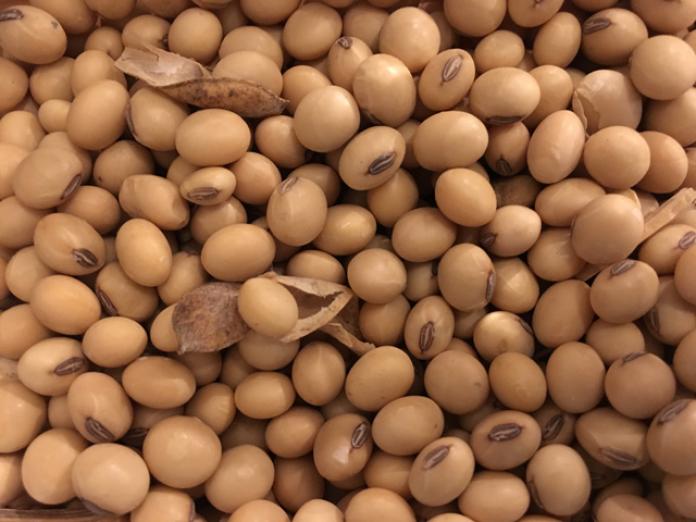 Small Soybean Seeds: Another Victim of High Hopes in 2020