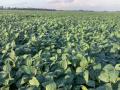Soybeans utilized as a summer annual forage can provide livestock with high biomass, good quality feed. (DTN file photo)