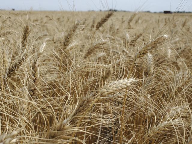 Starting April 13, for trade date April 14, there's a new hard red spring wheat contract listed on the CME in addition to the benchmark Minneapolis spring wheat contract. (Photo by Tim Luken)