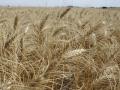 Starting April 13, for trade date April 14, there&#039;s a new hard red spring wheat contract listed on the CME in addition to the benchmark Minneapolis spring wheat contract. (Photo by Tim Luken)