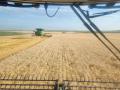Spring wheat harvest in Zeeland, North Dakota. This farmer said they saw above-average yields and below-normal protein. Protein was 12.4 to 13.8 and quality was good, with excellent falling numbers and 64 lb. test weight. (Photo courtesy of Allan Rohrich)