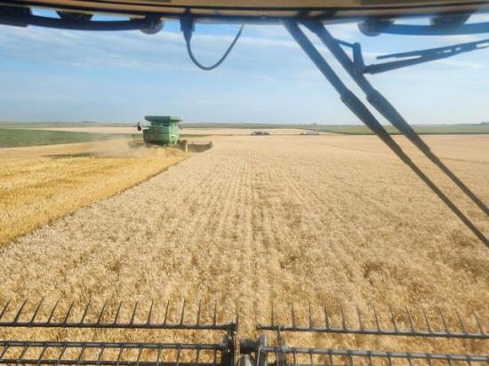 Spring wheat harvest in Zeeland, North Dakota. This farmer said they saw above-average yields and below-normal protein. Protein was 12.4 to 13.8 and quality was good, with excellent falling numbers and 64 lb. test weight. (Photo courtesy of Allan Rohrich)