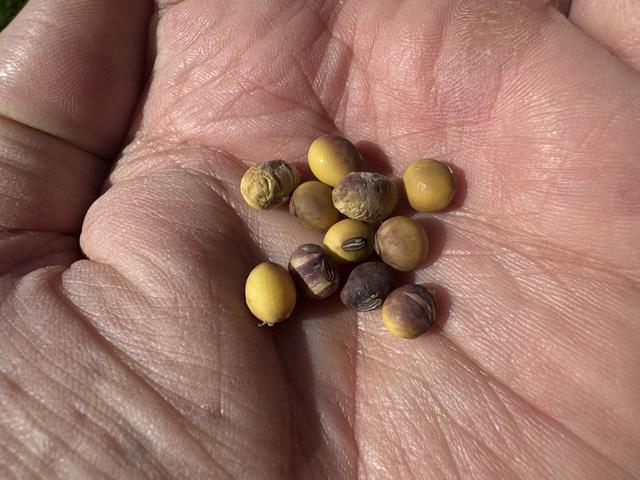 Soybeans exhibiting various quality issues, including purple seed stain, are showing up as combines begin rolling in earnest in Iowa. (DTN photo by Matthew Wilde)