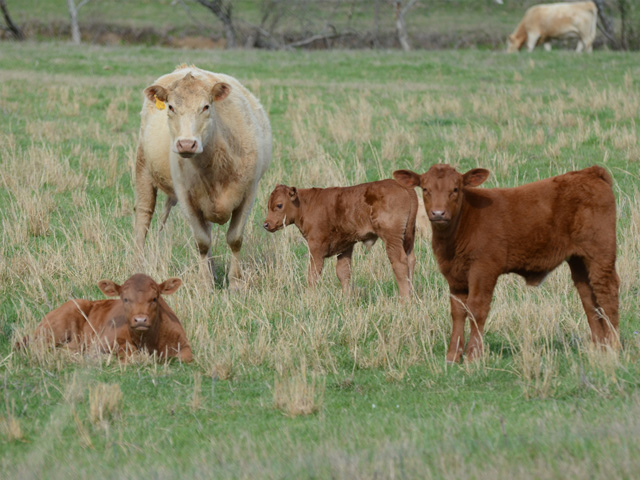 Cattle producers should check the background and credibility of anyone they hire to care for their cattle. (DTN&#092;Progressive Farmer photo by Brent Warren)