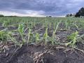 A hail-damaged cornfield west of Decatur, Illinois, following a storm that hit this week. Farmers in multiple states have been dealing with extreme weather that raises questions about whether they should replant the field or possibly switch crops. Each decision could affect their crop insurance and agronomy. (DTN photo by Pamela Smith)