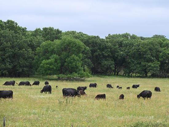 The Southern Plains had ample moisture in the spring months of 2025, which helped develop grass and range conditions moving into the fall and winter months. (DTN/Progressive Farmer photo by Jennifer Carrico)