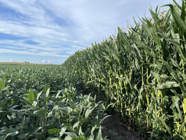 Those field checks in mid-August might work up a sweat, but they are a good way to stage the crop for harvest. (DTN photo by Pamela Smith)
