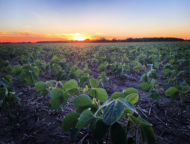 Some years the soybean crop gets better care from Mother Nature than others, such as this one planted a few years ago by DTN Contributing Analyst Philip Shaw. This year, just after he replanted some of his soybeans, a heavy rain hit his crop and he says it&#039;s probably too late in the season to plant a third time. (DTN file photo by Philip Shaw)