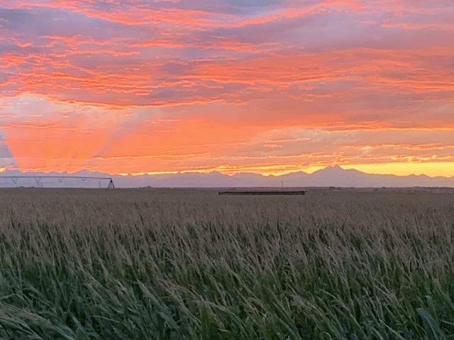 The sun sets on Marc Arnusch&#039;s Colorado corn crop, painting a brilliant picture of the Rocky Mountains in the distance. (DTN photo courtesy of Marc Arnusch)