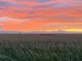 The sun sets on Marc Arnusch&#039;s Colorado corn crop, painting a brilliant picture of the Rocky Mountains in the distance. (DTN photo courtesy of Marc Arnusch)