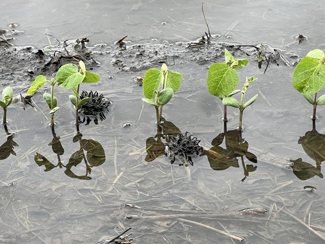 Soybeans were just getting a start in central Illinois when rains caused ponding this week. (DTN photo by Pamela Smith)