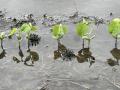 Soybeans were just getting a start in central Illinois when rains caused ponding this week. (DTN photo by Pamela Smith)