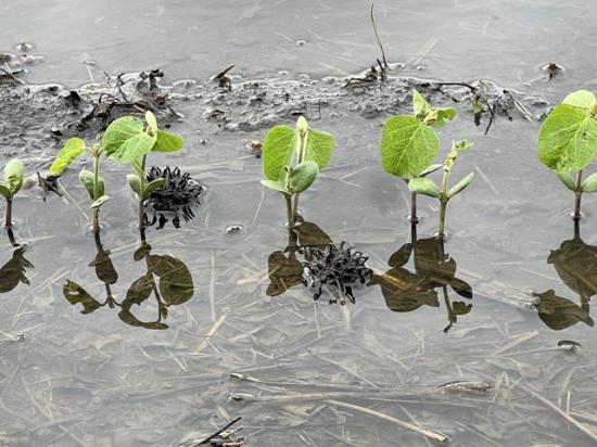Young soybean plants, swamped in flooded waters. USDA Secretary Rollins says the agency support the return of prevented-plant buy-up crop insurance. (DTN file photo by Pamela Smith)