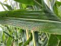 Corn tar spot has been identified in a Marshall County, Iowa, field this week. (DTN file photo)