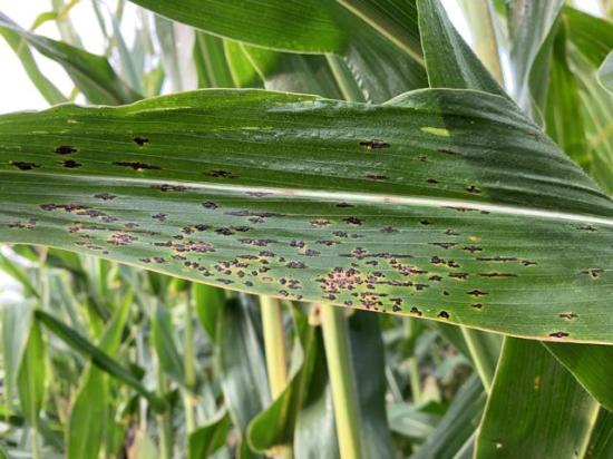 DTN/Progressive Farmer - agriculture's independent voice
